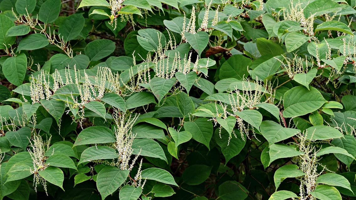 ‘Poligono del Giappone’, pianta infestante originaria dell’Asia orientale, trovata sull’Arno