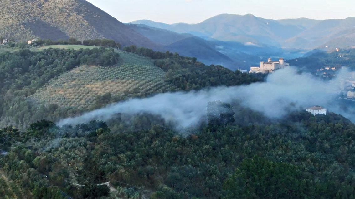 Bosco Monini, 700 mila piante in Umbria, Toscana e Puglia
